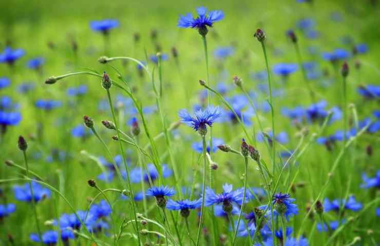 potere naturale piante