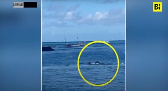 Paura in spiaggia, donna attaccata da una foca: il motivo | Video