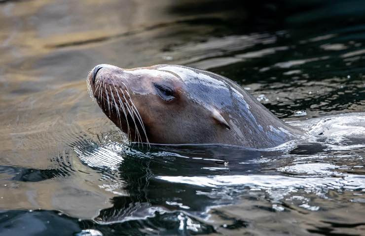 foca attacca donna spiaggia