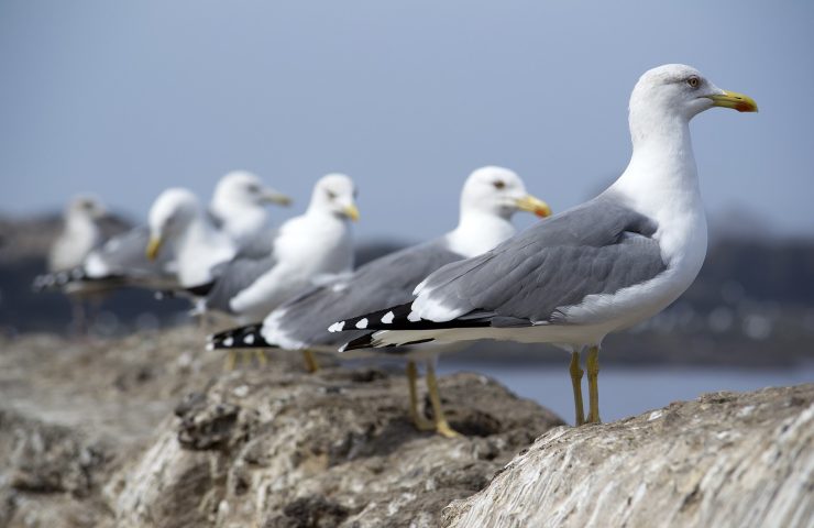 gabbiani sicurezza