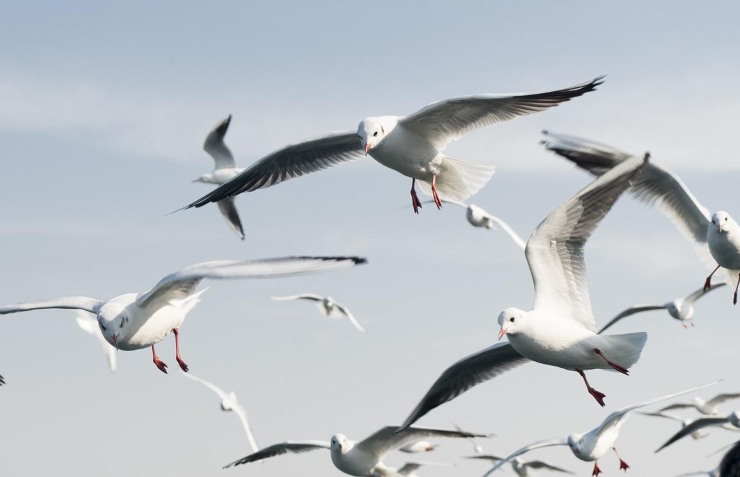 gabbiani in volo