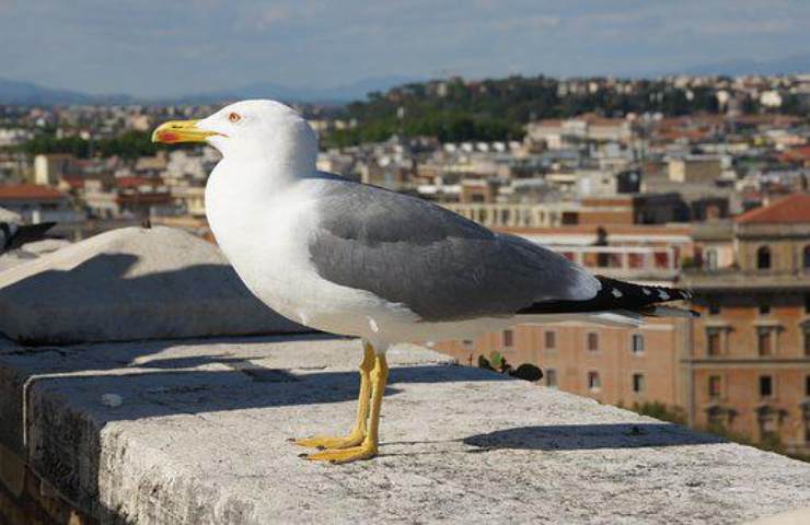 gabbiano cane napoli