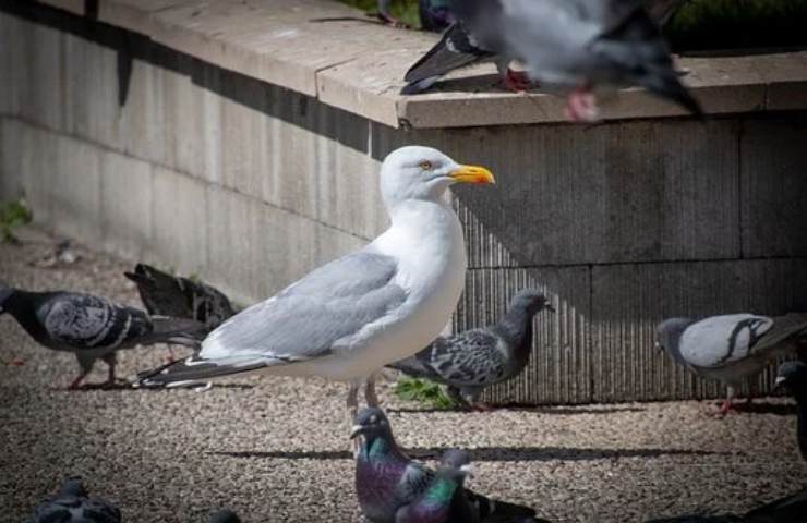 gabbiano cane napoli