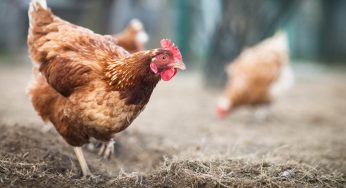 Galline in giardino: quando si rischiamo estremi penali