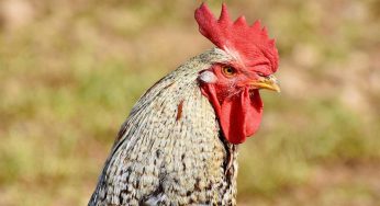 Canto del gallo, può essere disturbo della quiete pubblica?