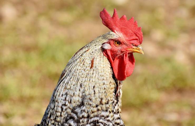 canto gallo disturbo quiete pubblica