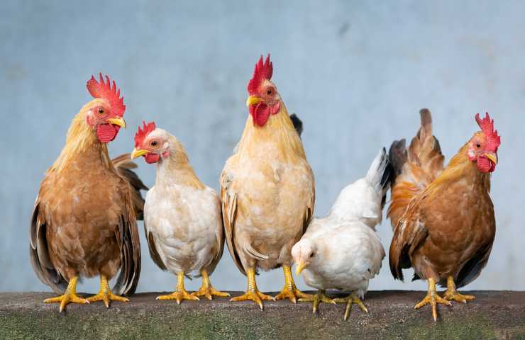 canto gallo disturbo quiete pubblica