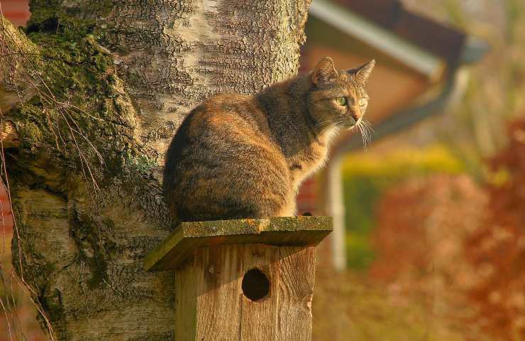 gatto progettare casa