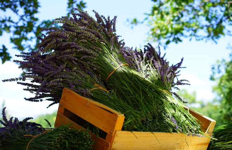 potere naturale piante