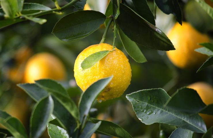 come coltivare limoni