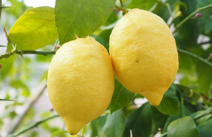 come coltivare limoni