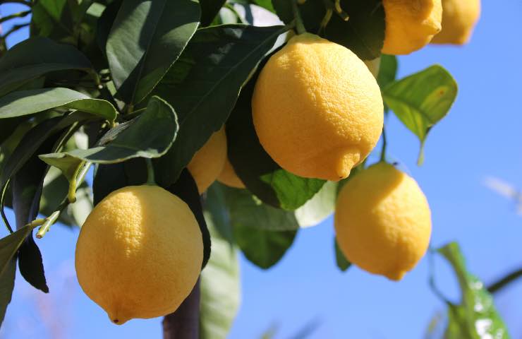 pianta limoni quante volte va annaffiata