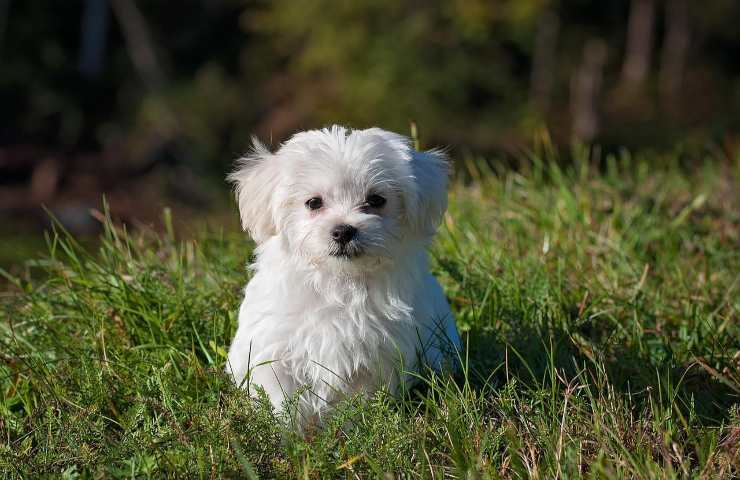 cane rischi mangia insetti