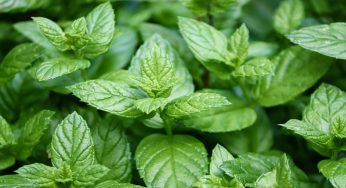 Menta: cosa devi sapere prima di piantarla nel giardino