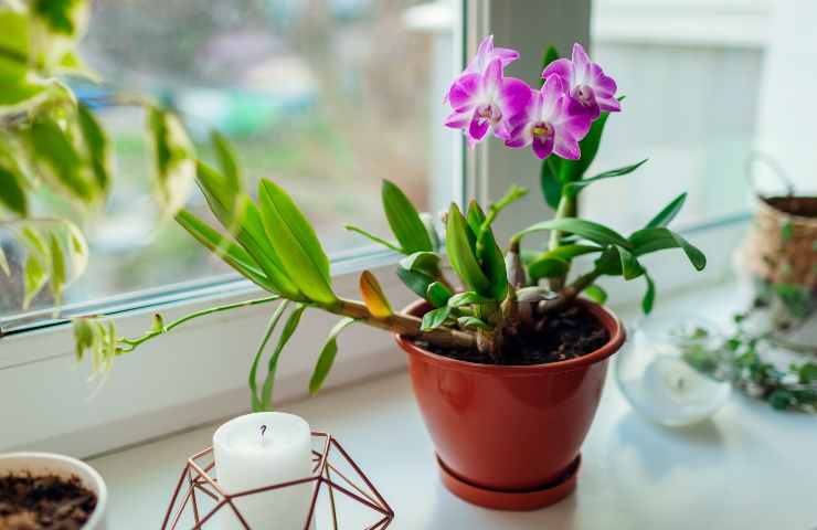 orchidea come farla rifiorire