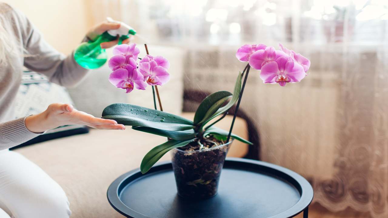 Orchidea Come Farla Rifiorire In Maniera Semplice Ed Economica