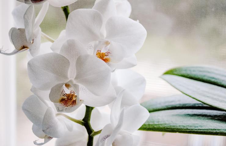 orchidea quante volte bisogna annaffiarla settimana 
