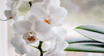 Orchidee, come annaffiarle e quante volte a settimana