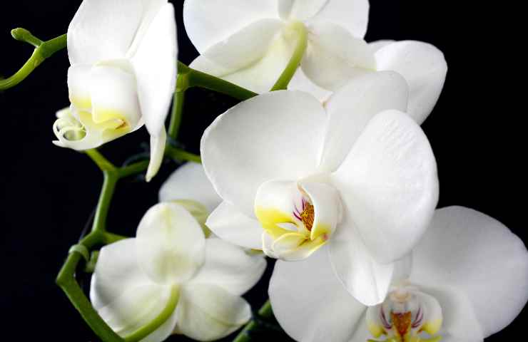 orchidea quante volte bisogna annaffiarla settimana 