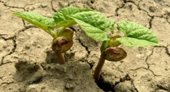 Orto e siccità: consigli per ottimizzare ed evitare sprechi