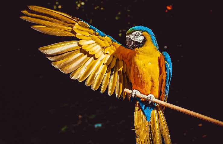 pappagalli vivono fino a 200 anni