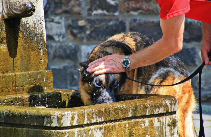 cani vulnerabili ai colpi di calore