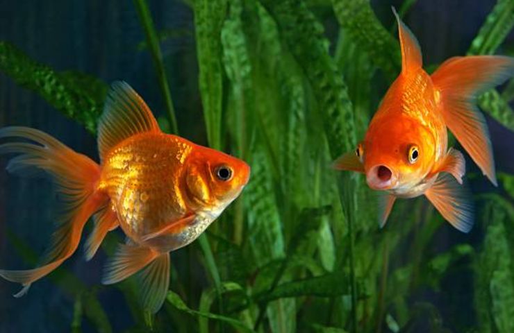Pesci rossi coppia