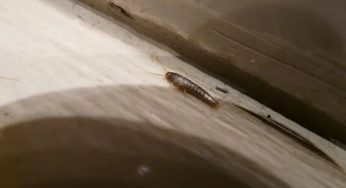 Insetto mangia-abiti: attenzione se spunta nel tuo armadio