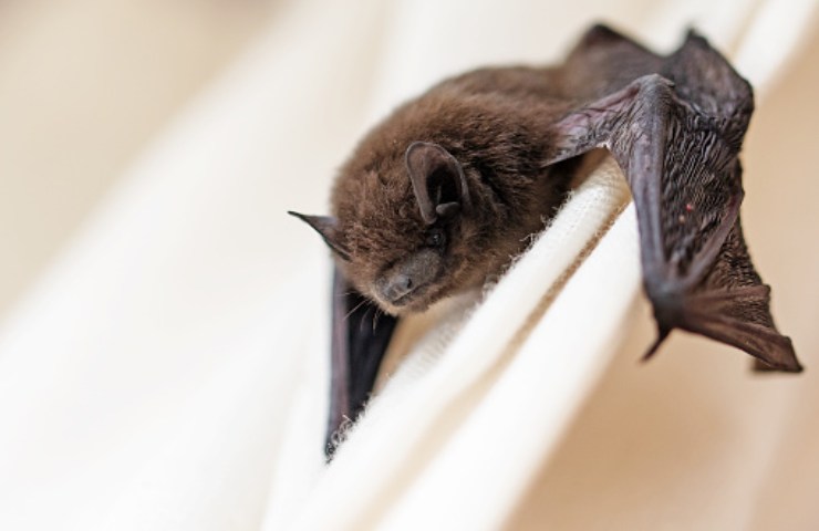 pipistrello casa