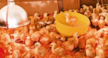 Pulcini e anatroccoli triturati vivi: nasce movimento europeo per un divieto