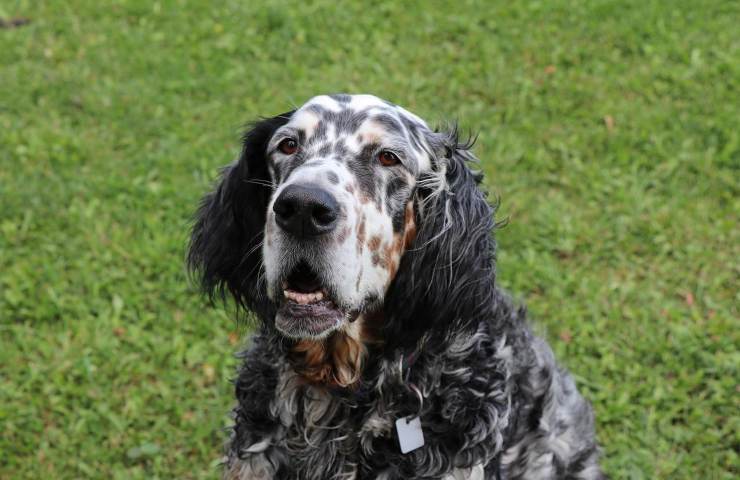 razze cani setter inglese