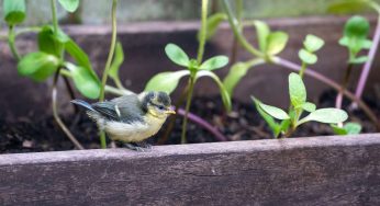 Uccellini nel giardino: i modi per farli avvicinare