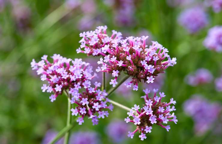 Verbena pianta anti ansia