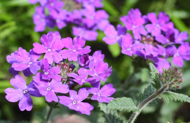 Verbena pianta anti ansia