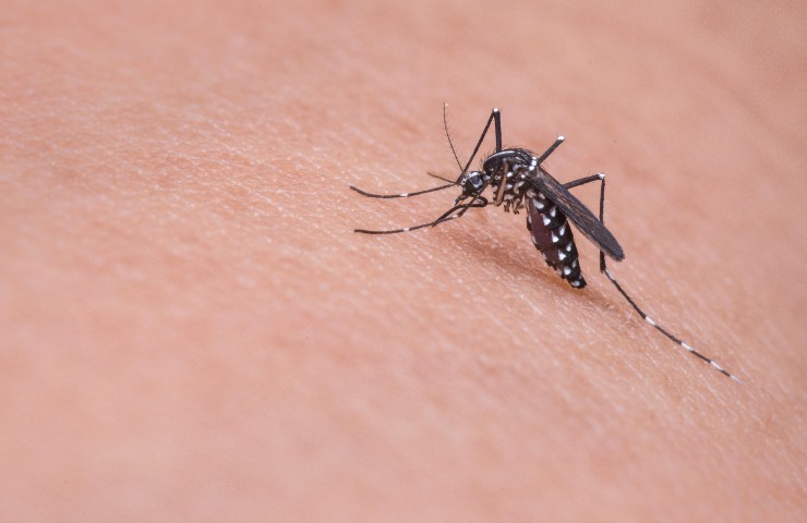 west nile zanzara sintomi rischi