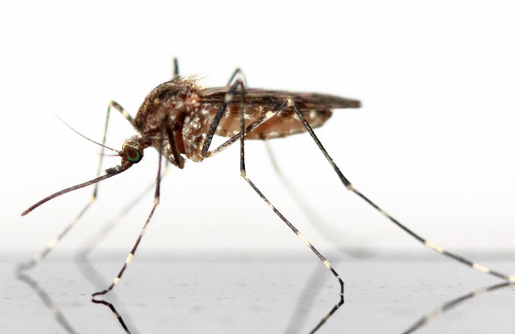 west nile zanzara sintomi rischi