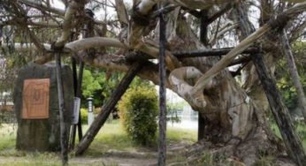 Hibaku jumoku, l’albero sopravvissuto alla bomba atomica