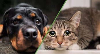 Repellenti antizanzare, quali sono i rischi per cani e gatti