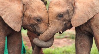 Giornata mondiale dell’elefante: il tempo per salvarli è sempre meno