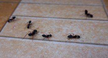 Formiche in casa: come scovare il loro nido
