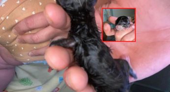 Gatto nasce con due facce: immagini forti | Video