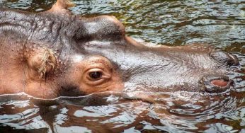 Ippopotami rischio estinzione: cambiamenti climatici e uomo sono la causa