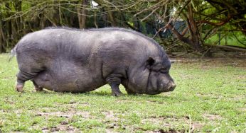 Monaldo può restare a casa: i maiali sono animali domestici