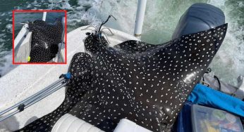Manta di 180kg salta su un’imbarcazione: il motivo è sorprendente