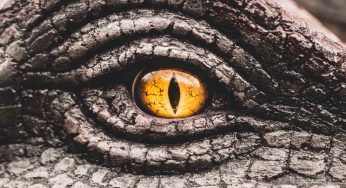 Perché gli animali non sono più grandi come i dinosauri?