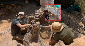 Trova resti di dinosauro nel suo giardino, è il più grande d’Europa | Foto