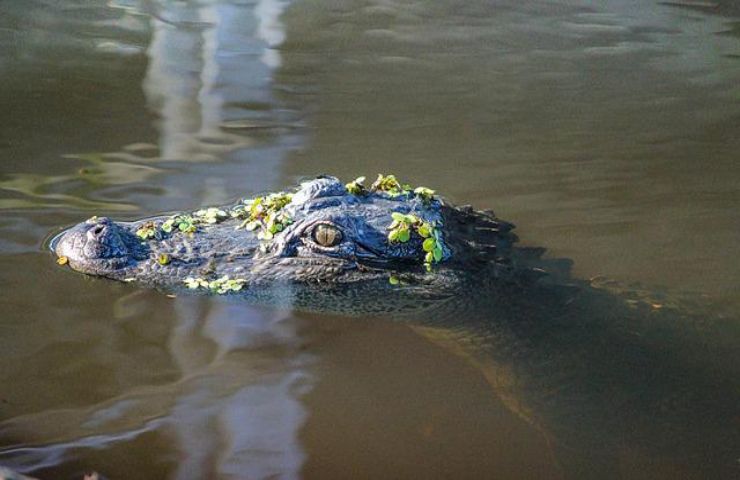 video attacco coccodrillo a uomo