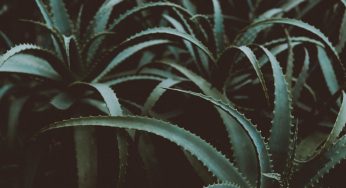 Aloe arborescens, come coltivarla in vaso: le indicazioni