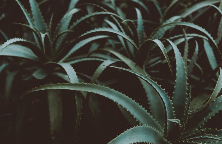 Aloe arborescens in vaso