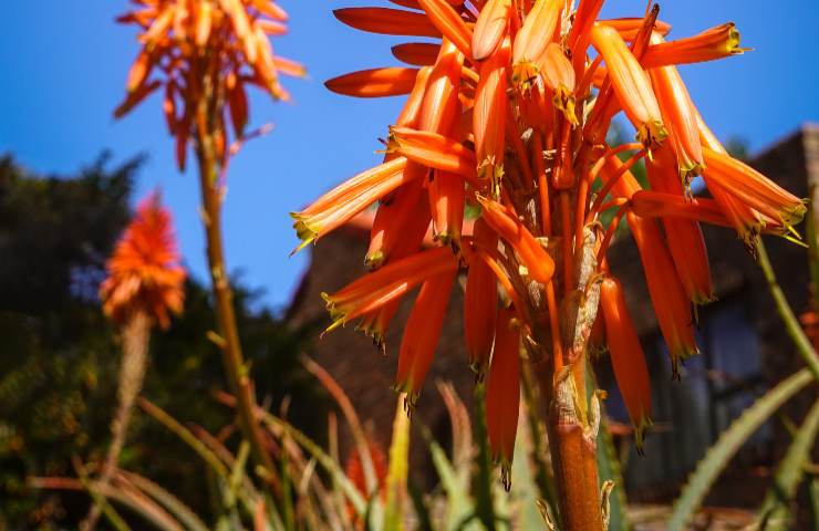 Aloe arborescens in vaso